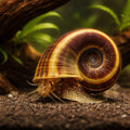 Giant Ramshorn Snail - UK (Marisa cornuarietis) — Giant Ramshorn Snails add character to freshwater tanks and help tidy…