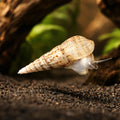 Malaysian Trumpet Snail - Freshwater Snails UK (Melanoides tuberculata) — Buy Malaysian Trumpet Snails for sale in the UK…