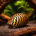 Zebra Snail, hibernating, please add water — Parallel Nerite Snail (Neritina sp.) - UK (Neritina sp.) — Parallel Nerite…
