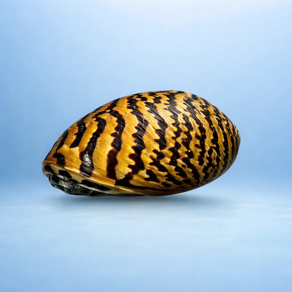 Zebra Snail, hibernating, please add water — Parallel Nerite Snail (Neritina sp.) - UK (Neritina sp.) — Parallel Nerite…