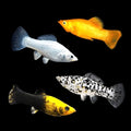 Assorted Mollies - Poecilia Sphenops - Livebearer (Copy), Stunning Tropical Fish That Thrive in Planted Aquariums, Perfect…