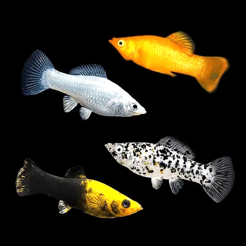 Assorted Mollies - Poecilia Sphenops - Livebearer (Copy), Stunning Tropical Fish That Thrive in Planted Aquariums, Perfect…
