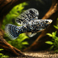 Marble Sailfin Molly (Poecilia velifera) - UK (Poecilia velifera) — Add a striking Marble Sailfin Molly to your tank — hero…