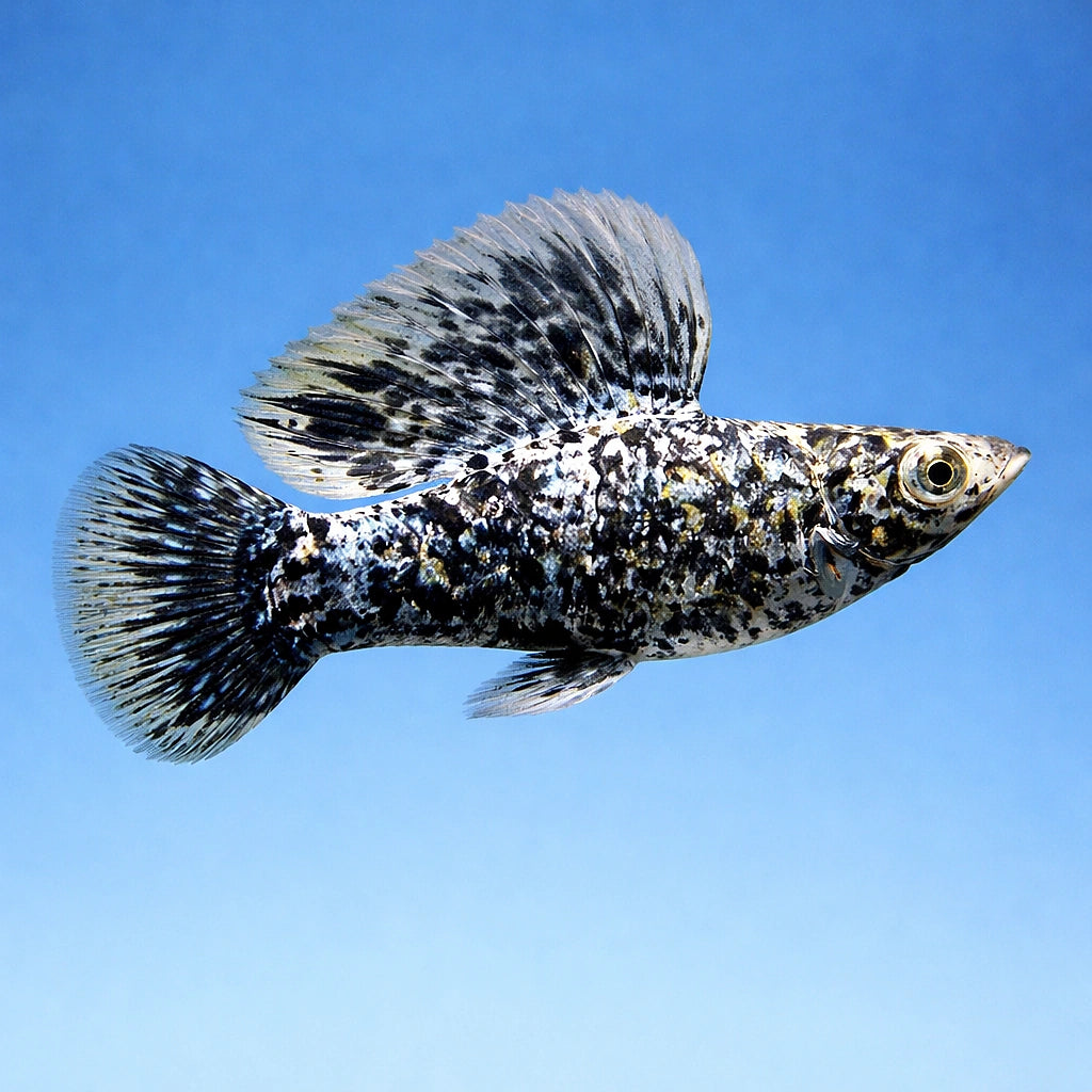 Marble Sailfin Molly (Poecilia velifera) - UK (Poecilia velifera) — Add a striking Marble Sailfin Molly to your tank — side…
