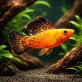 Gold Molly — Red Leopard Sailfin Molly (Poecilia velifera) - UK (Poecilia velifera) — Add a bold Red Leopard Sailfin Molly…