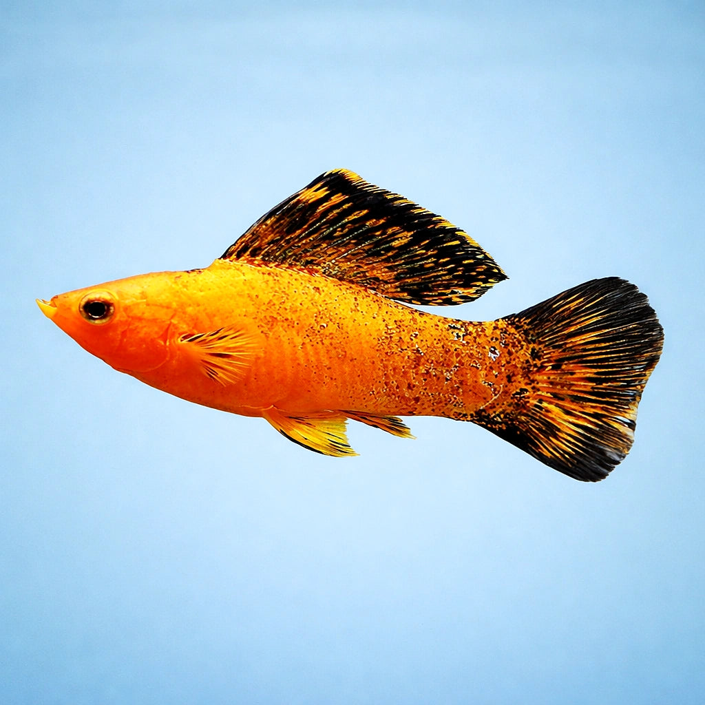 Gold Molly — Red Leopard Sailfin Molly (Poecilia velifera) - UK (Poecilia velifera) — Add a bold Red Leopard Sailfin Molly…