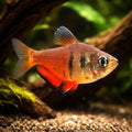 Flame Tetra Diamond — Diamond Flame Tetra (Hyphessobrycon erythrostigma) - UK (Hyphessobrycon flammeus) — Add the Diamond…