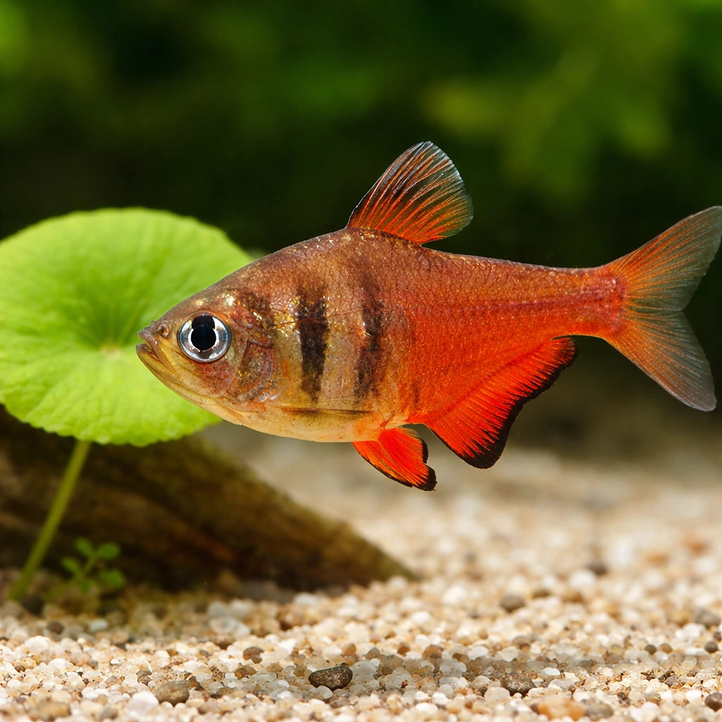 Flame Tetra Diamond — Diamond Flame Tetra (Hyphessobrycon erythrostigma) - UK (Hyphessobrycon flammeus) — Add the Diamond…