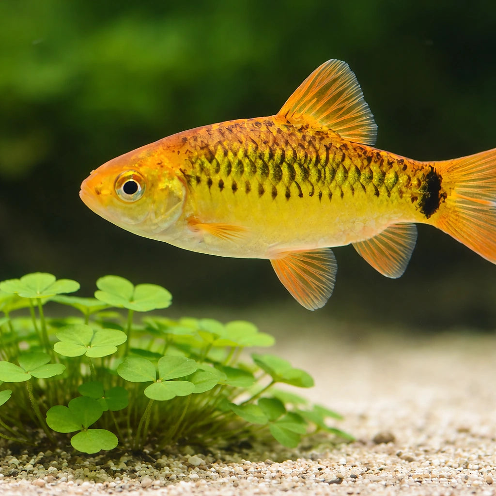Golden Barb: A Vibrant and Hardy Aquarium Classic Scientific Name: Pethia gelius (formerly Barbus schuberti or Capoeta…