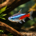 Neon Tetra — Neon Blue Tetra (Paracheirodon simulans) - UK (Paracheirodon innesi) — A dazzling shoaling tetra with electric…