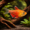 Flame Tetra Orange — Orange Flame Tetra (Hyphessobrycon flammeus) - UK (Hyphessobrycon flammeus) — Add fiery colour to your…
