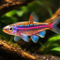freshwater tropical fish UK — Minnows for sale UK — AI hero driftwood view