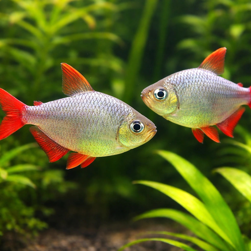 Colombia Red Fin Tetra — Red-Blue Columbian Tetra (Moenkhausia columbiana) - UK (Hyphessobrycon columbianus) — A vibrant…