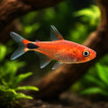 freshwater tropical fish UK — South American Tetra for sale UK — AI hero driftwood view