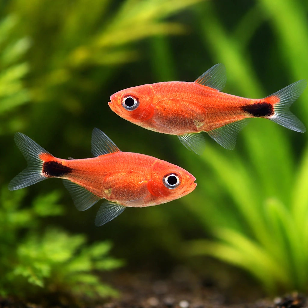 freshwater tropical fish UK — South American Tetra for sale UK — AI pair planted view