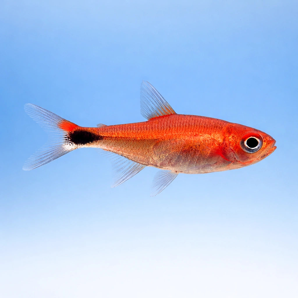freshwater tropical fish UK — South American Tetra for sale UK — AI side clean view
