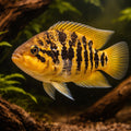 Friedrichstalii´s Cichlid — tropical fish for sale UK — AI hero driftwood view