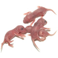 frozen reptile food — Vivarium Animal Food for sale UK