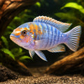 Fuelleborn's Cichlid — tropical fish for sale UK — AI hero driftwood view