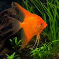 Full Orange Koi Angelfish (Pterophyllum scalare) — AI natural aquarium view