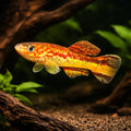  — tropical fish for sale UK — AI hero driftwood view