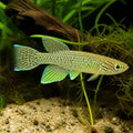 Gardners Killie/Fundulopanchax gardneri Nsuka - Killifish for Sale UK — tropical fish for sale UK — AI natural aquarium view