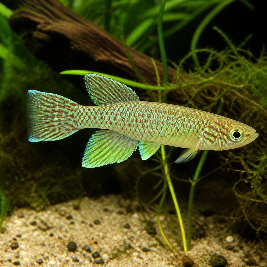 Gardners Killie/Fundulopanchax gardneri Nsuka - Killifish for Sale UK — tropical fish for sale UK — AI natural aquarium view