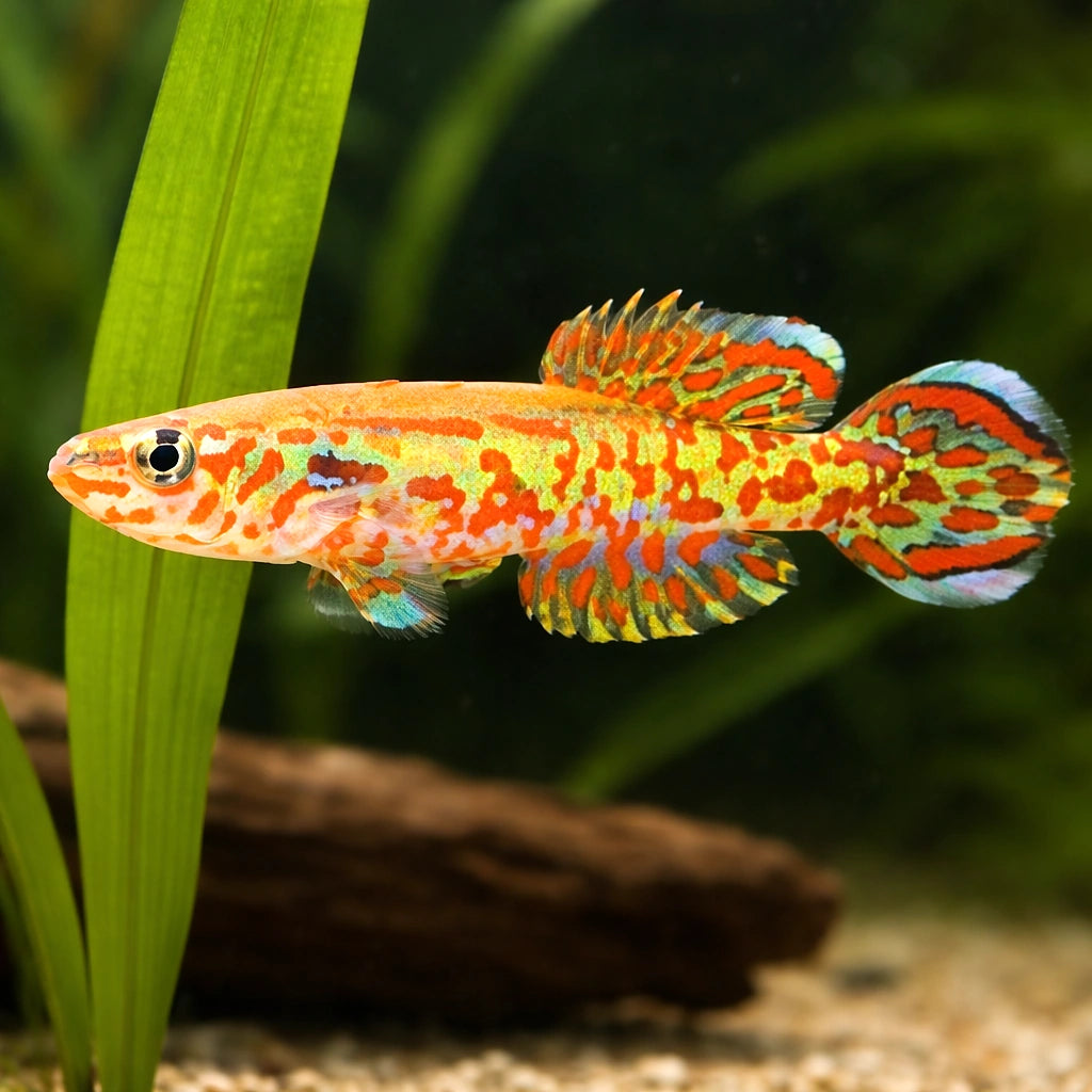 Gardner's Killifish — tropical fish for sale UK — AI scale plant view