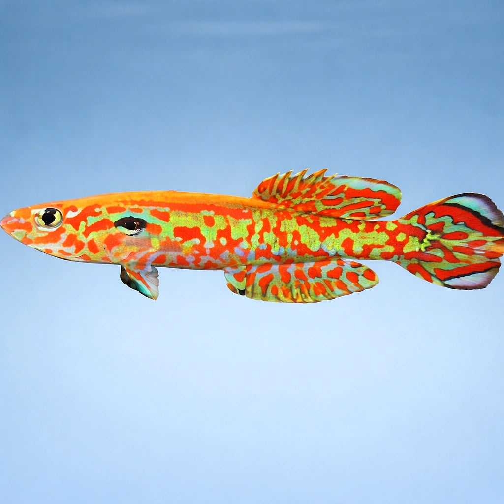 Gardner's Killifish — tropical fish for sale UK — AI side clean view