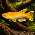 Gardner's Killifish Gold — tropical fish for sale UK — AI hero driftwood view