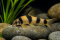 Panda Garra (Garra flavatra) grazing on rock in a freshwater aquarium - AI-generated reference image