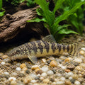 Garra spilota — tropical fish for sale UK — AI natural aquarium view