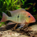 Tapajos Red Head Cichlid - Geophagus Sp. - South American Cichlid, Easy Care Fish for Beginners, Enhance Your Aquarium with Their Graceful Presence and Colorful Beauty — for sale UK — AI natural aquarium view