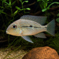 Geophagus sveni Rio Parana 3-4 cm | Earth Eater Cichlid — AI natural aquarium view