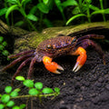 Yellow Benana Vampire Crab Geosesarma Sp — tropical fish for sale UK — AI natural aquarium view