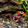 Yellow Benana Vampire Crab Geosesarma Sp — tropical fish for sale UK — AI natural aquarium view