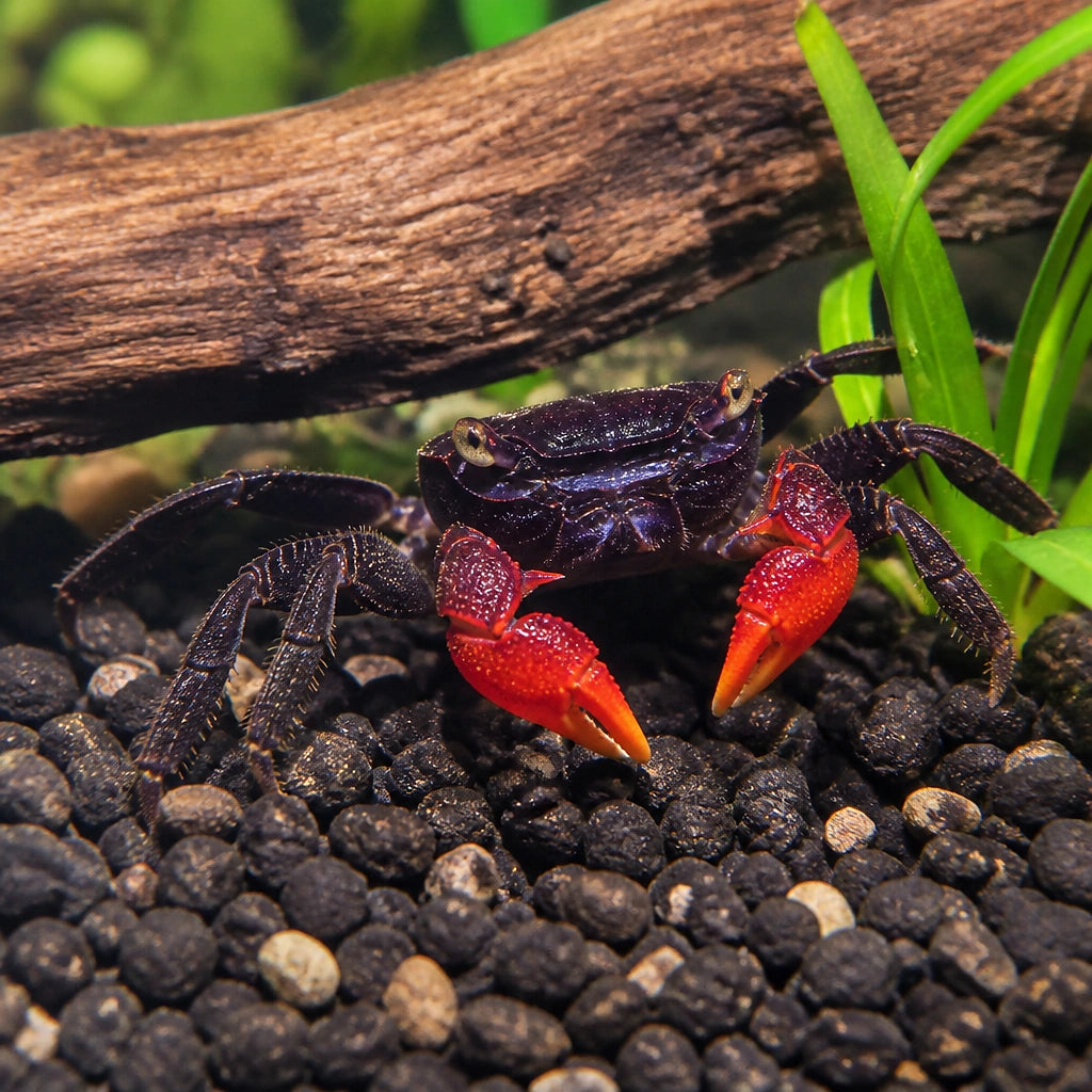 Halloween Moon Crab - Gecarcinus Quadratus - Red Land Crab — Freshwater Crabs and Lobsters for sale UK — AI natural aquarium view