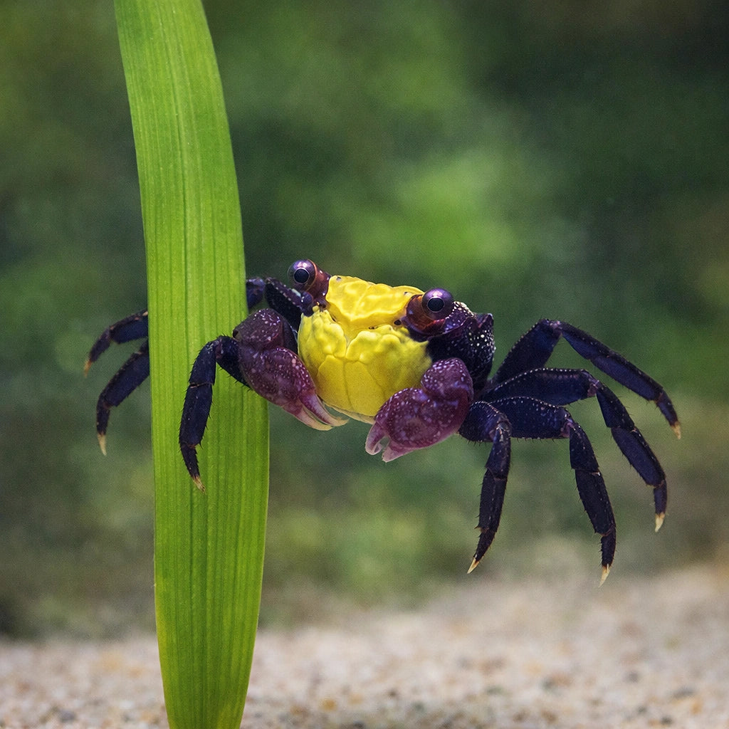 Yellow Benana Vampire Crab Geosesarma Sp — tropical fish for sale UK — AI scale plant view