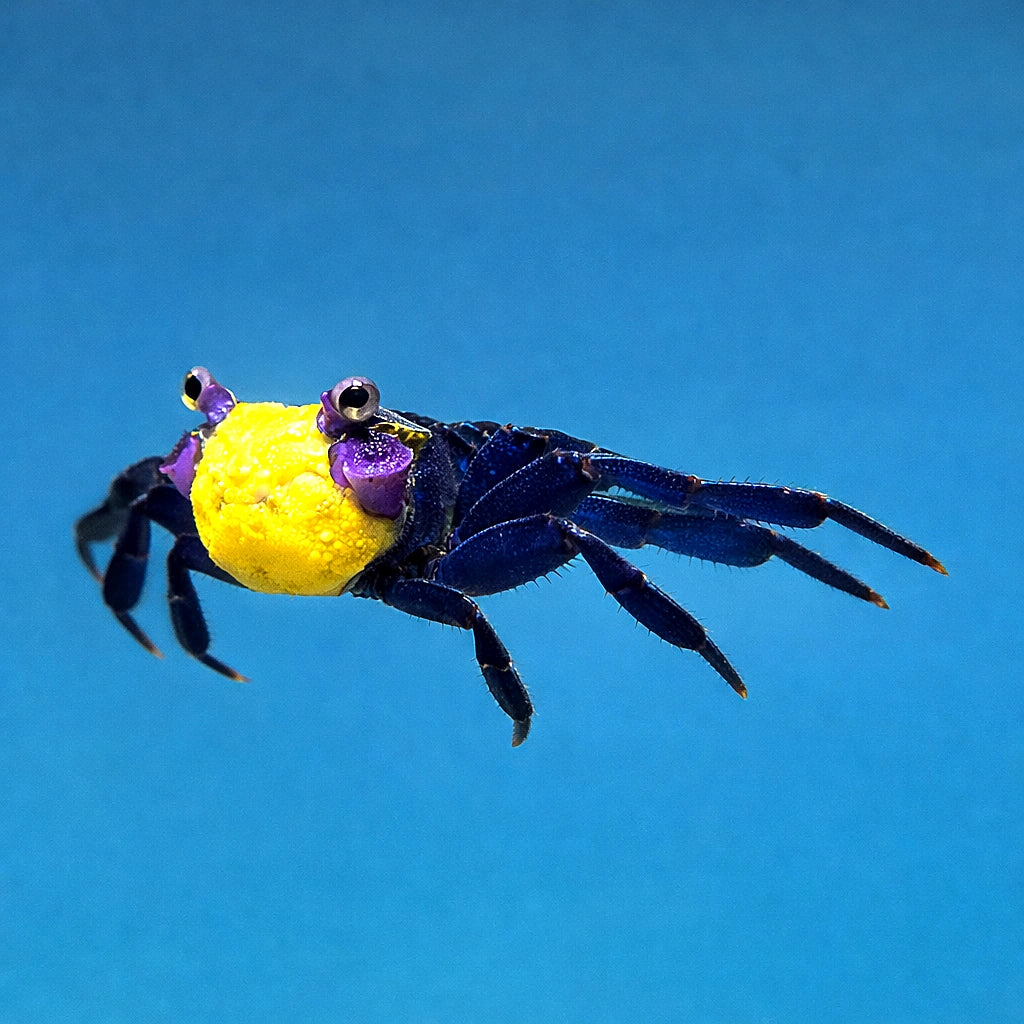 Yellow Benana Vampire Crab Geosesarma Sp — tropical fish for sale UK — AI side clean view