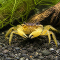 Golden Eyes Vampire Crab - Geosesarma Sp. - Decapod Crustacean — Freshwater Crabs and Lobsters for sale UK — AI natural aquarium view