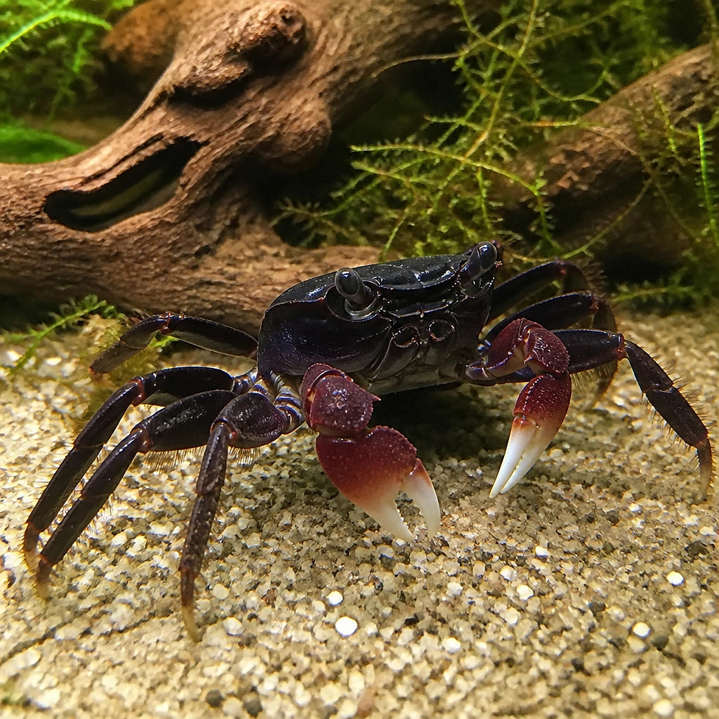 Black Vampire Crab - Geosesarma Sp. - Decapod Crustacean — Freshwater Crabs and Lobsters for sale UK — AI natural aquarium view