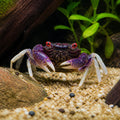 Yellow Benana Vampire Crab Geosesarma Sp — tropical fish for sale UK — AI natural aquarium view