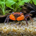 Yellow Benana Vampire Crab Geosesarma Sp — tropical fish for sale UK — AI natural aquarium view