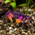 Yellow Benana Vampire Crab Geosesarma Sp — tropical fish for sale UK — AI natural aquarium view