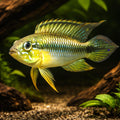 Gephyra Dwarf Cichlid — tropical fish for sale UK — AI hero driftwood view