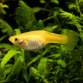 German Yellow Female Guppy (Poecilia reticulata) — AI natural aquarium view
