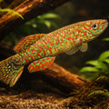 Gery's Killie — tropical fish for sale UK — AI hero driftwood view