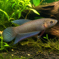 Giant betta - Betta Fish for Sale UK — tropical fish for sale UK — AI natural aquarium view