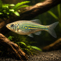  — tropical fish for sale UK — AI hero driftwood view