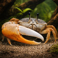 Giant Fiddler Crab — tropical fish for sale UK — AI hero driftwood view